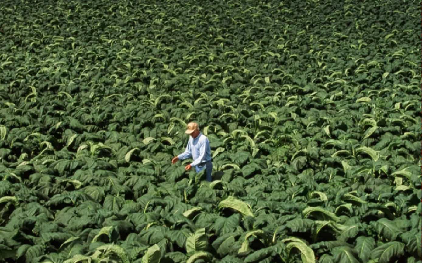 French tobacco field at sunrise